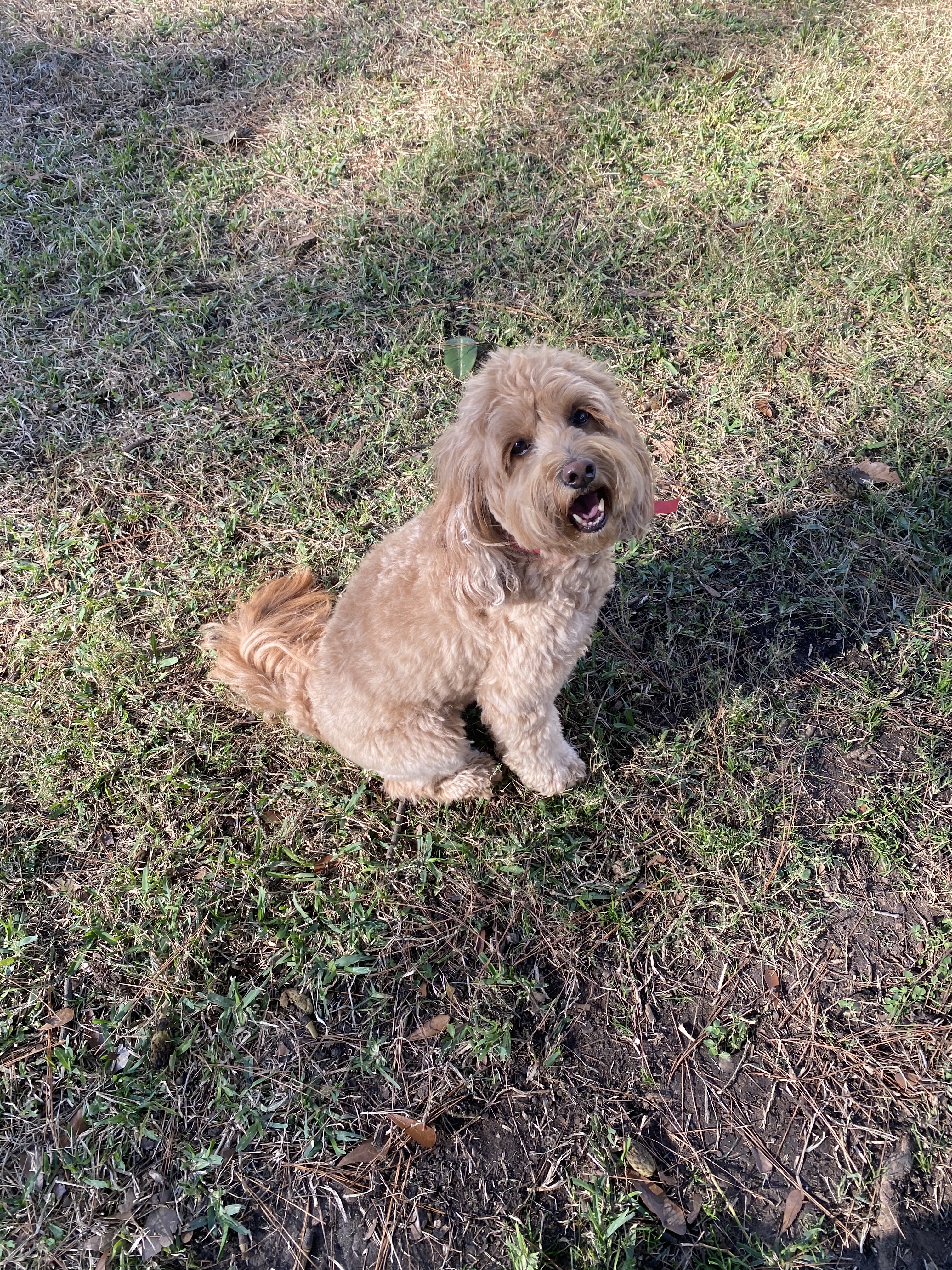 This is Rosy.Rosy is a minidoodle. Her fur is goldenbrown.