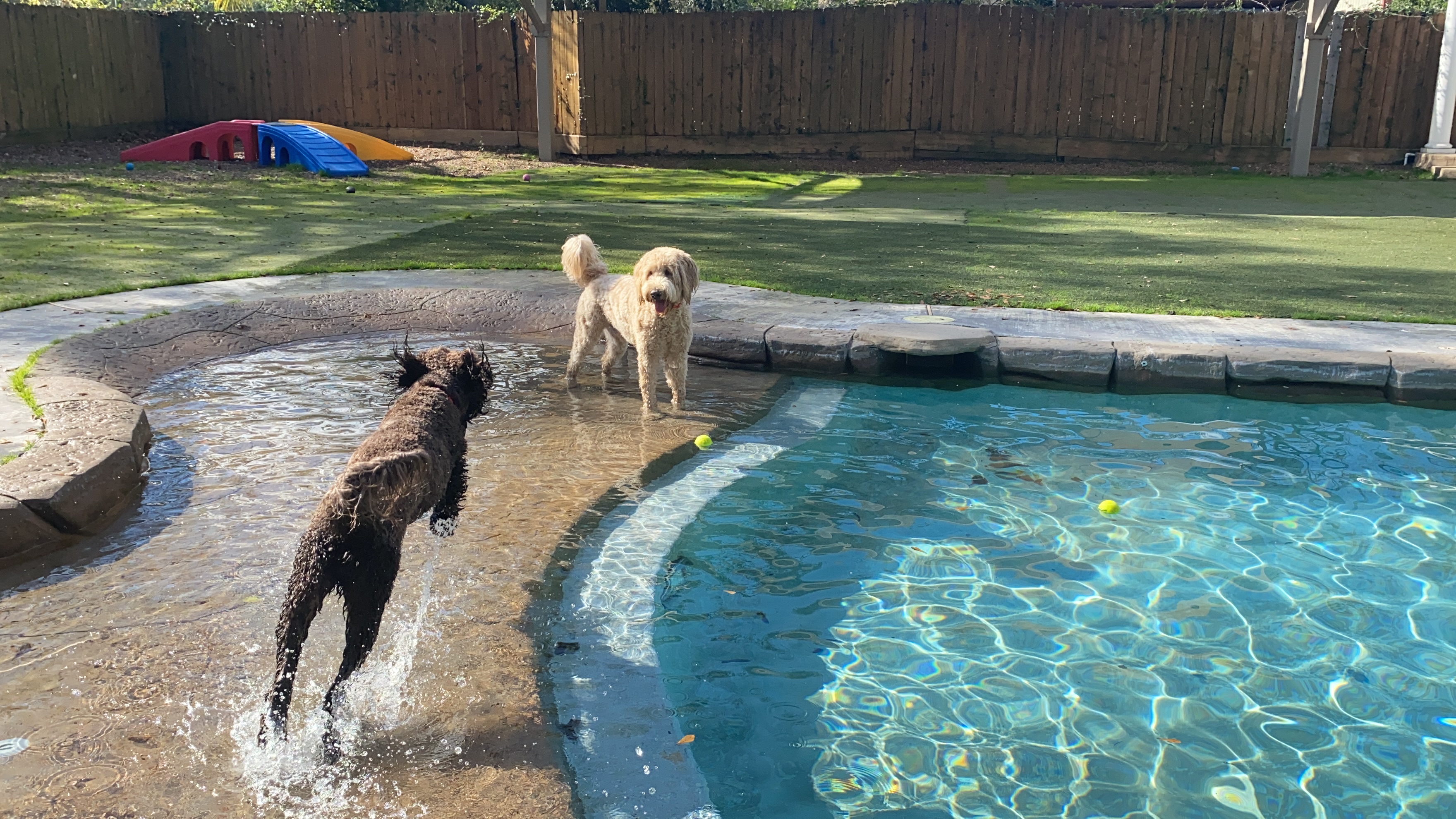 This is Wesley and Ranger. Wesley is a Goldendoodle and Ranger is Labradoodle. Wesley's fur is golden tan and Ranger is dark brown.