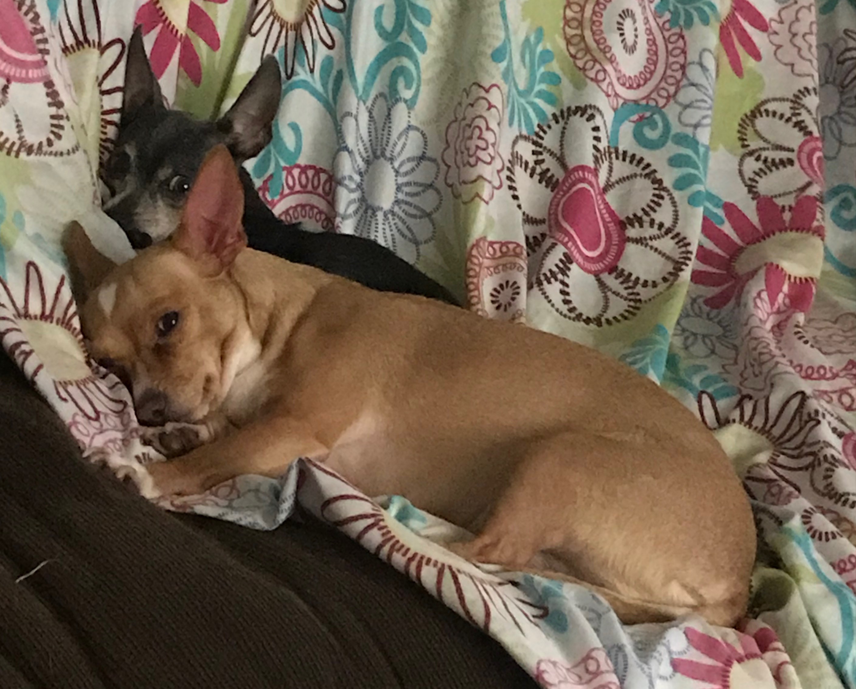This is Chica and Pancho