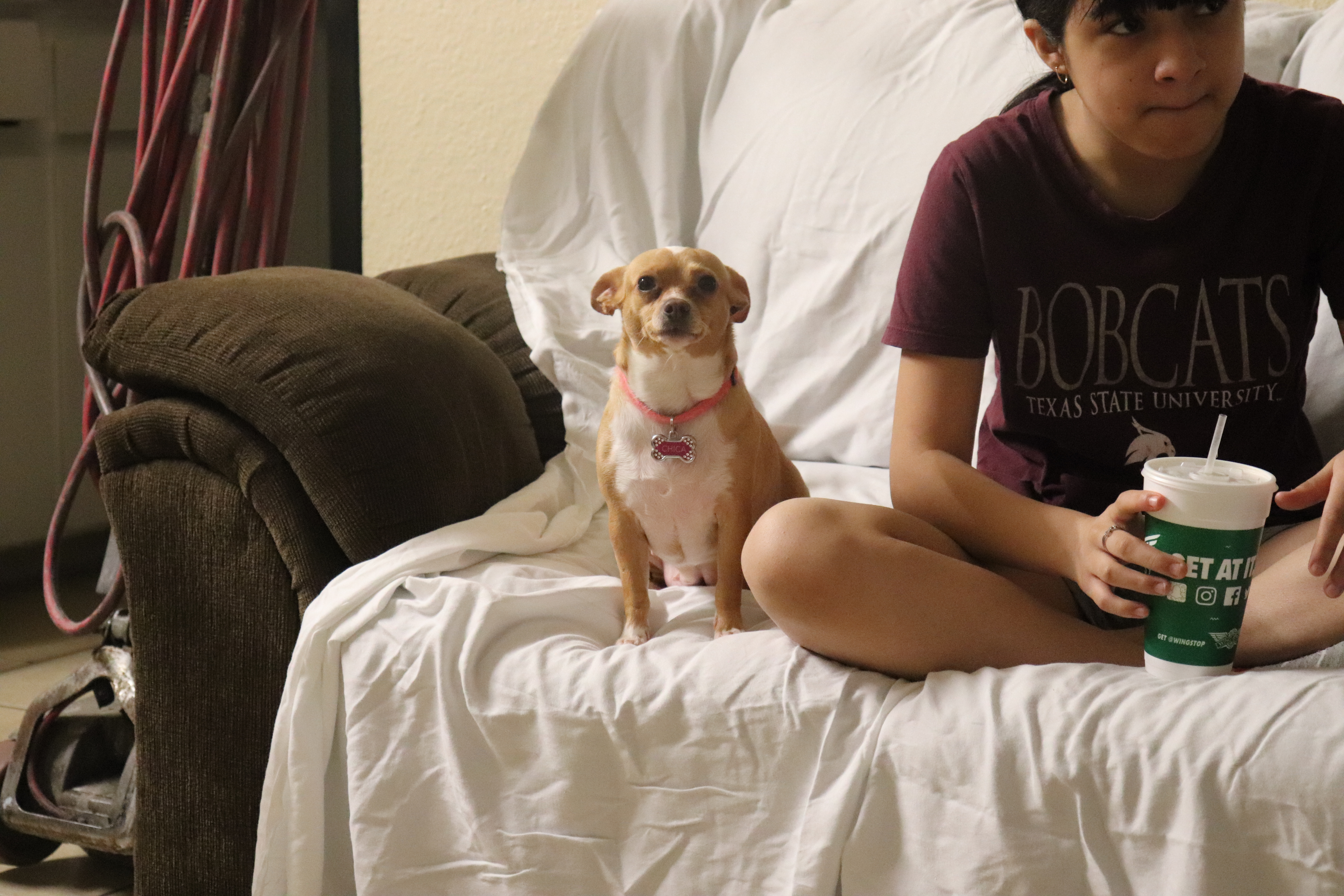 Chica is a chihuahua mix. Her colors are tan and white. She also has a heart on her head.