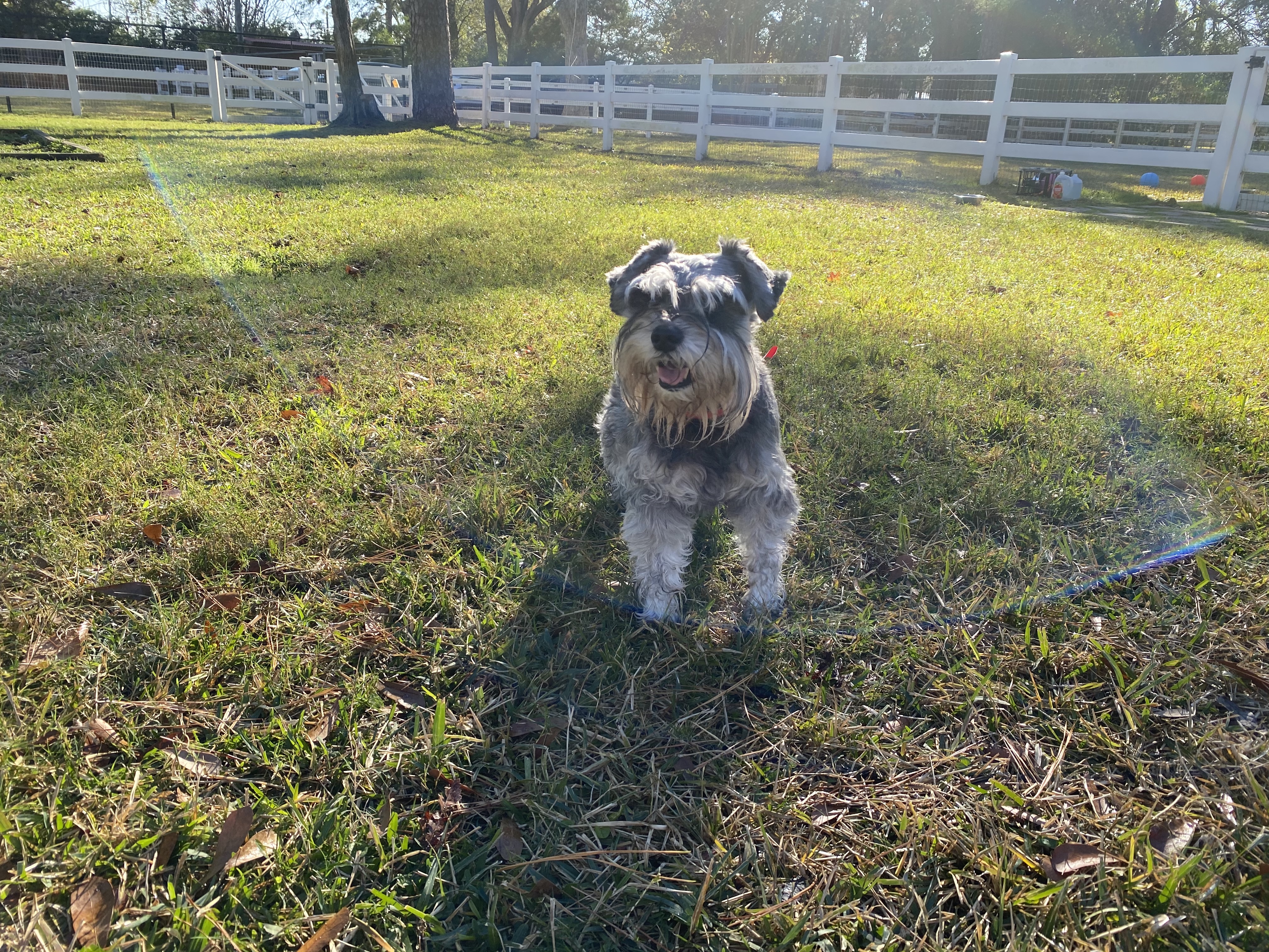 This is Cleopatra. Cleo is a Scottish Terrier. Her fur colors are gray and white.