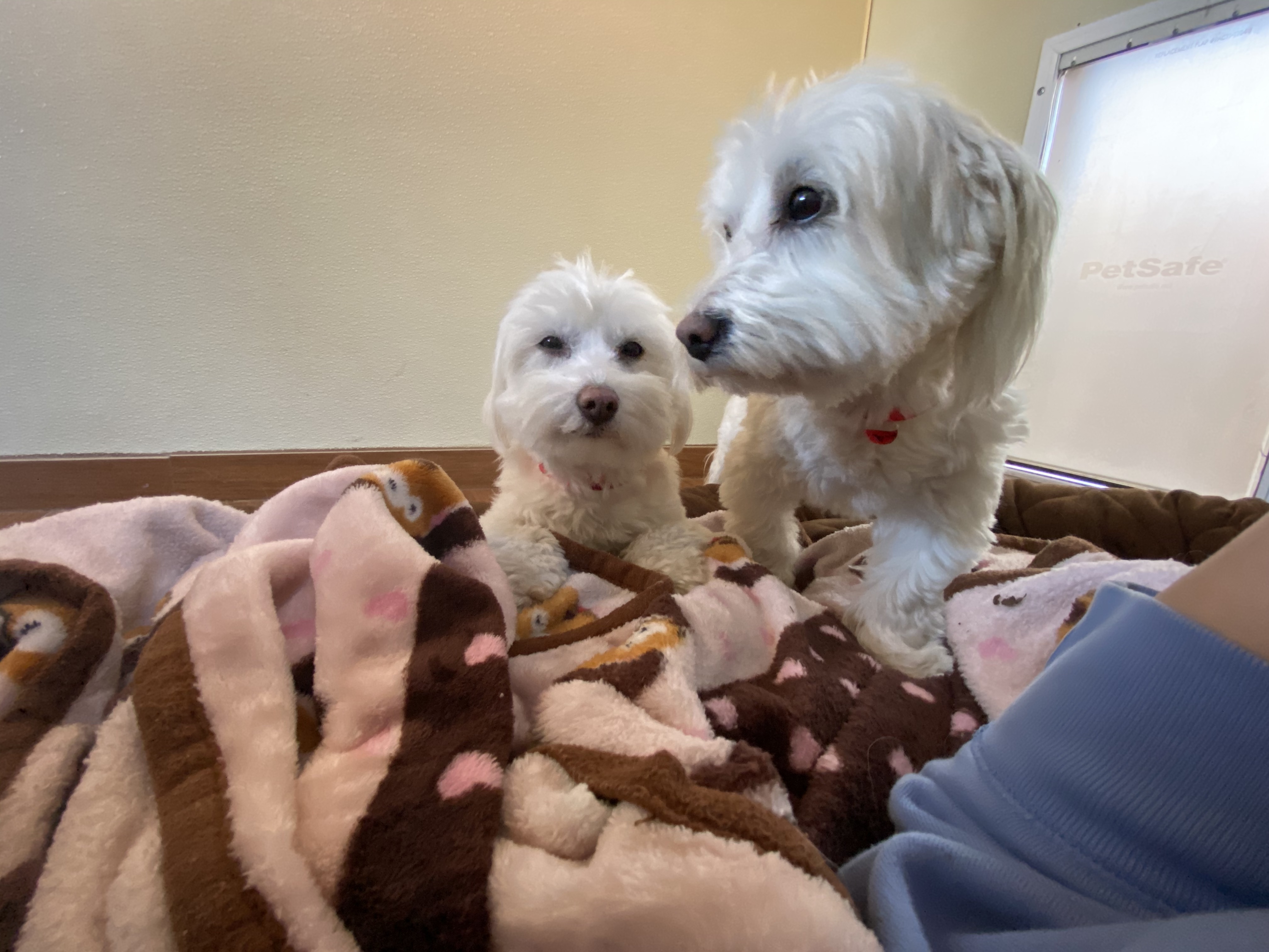 This is Coco (left) and Prada (right). They are both Coton de Tulear. Their fur color is white.