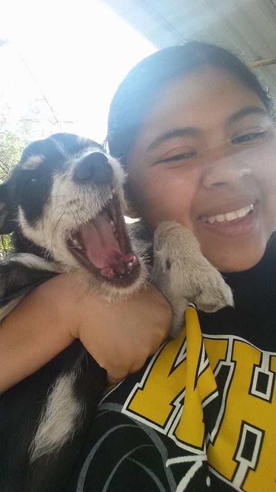 This is London. His fur colors are Black and White. He is a Schnorkie mix.
