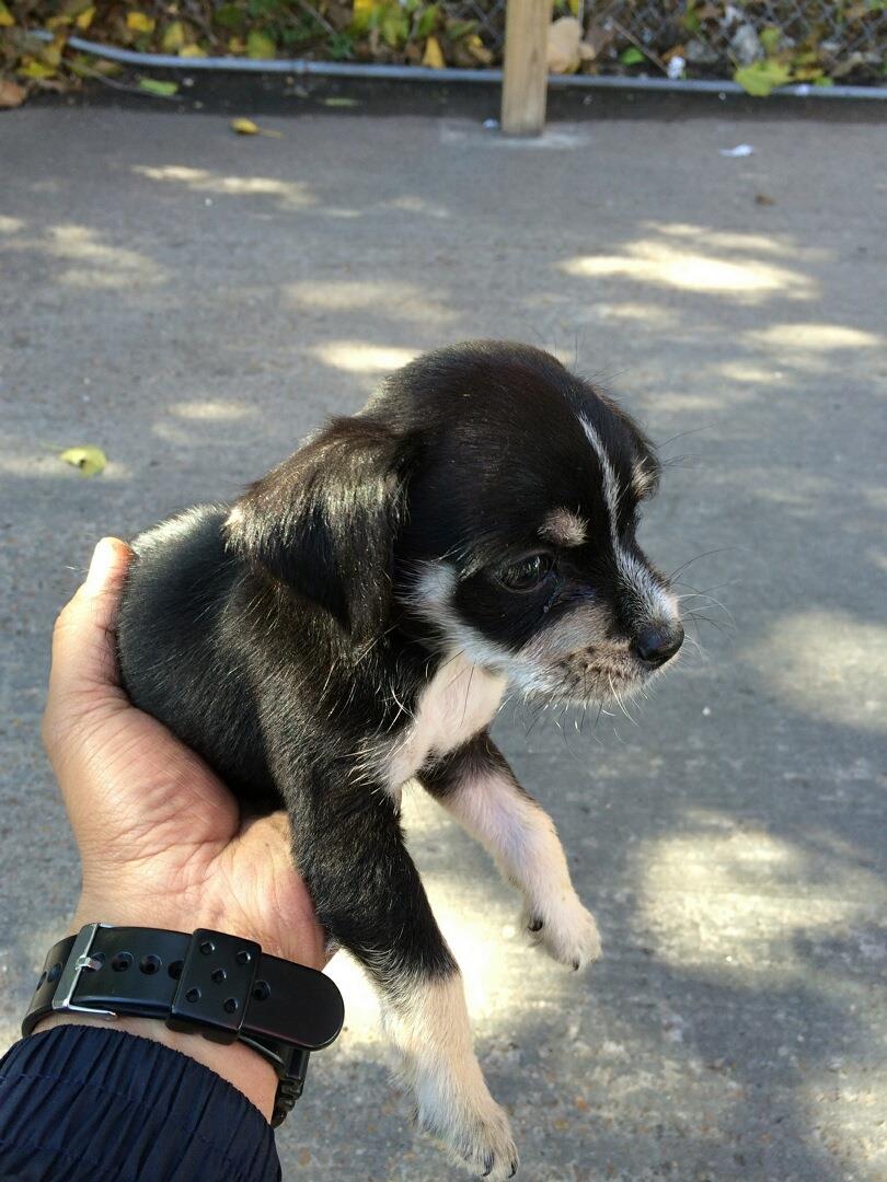 This is London. His fur colors are Black and White. He is a Schnorkie mix.
