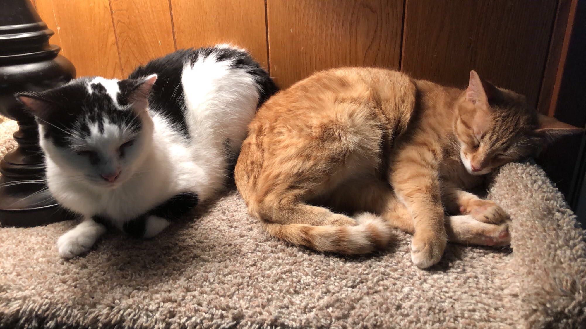 This is Todd (Orange Tabby) and Polly (Black and White fur).